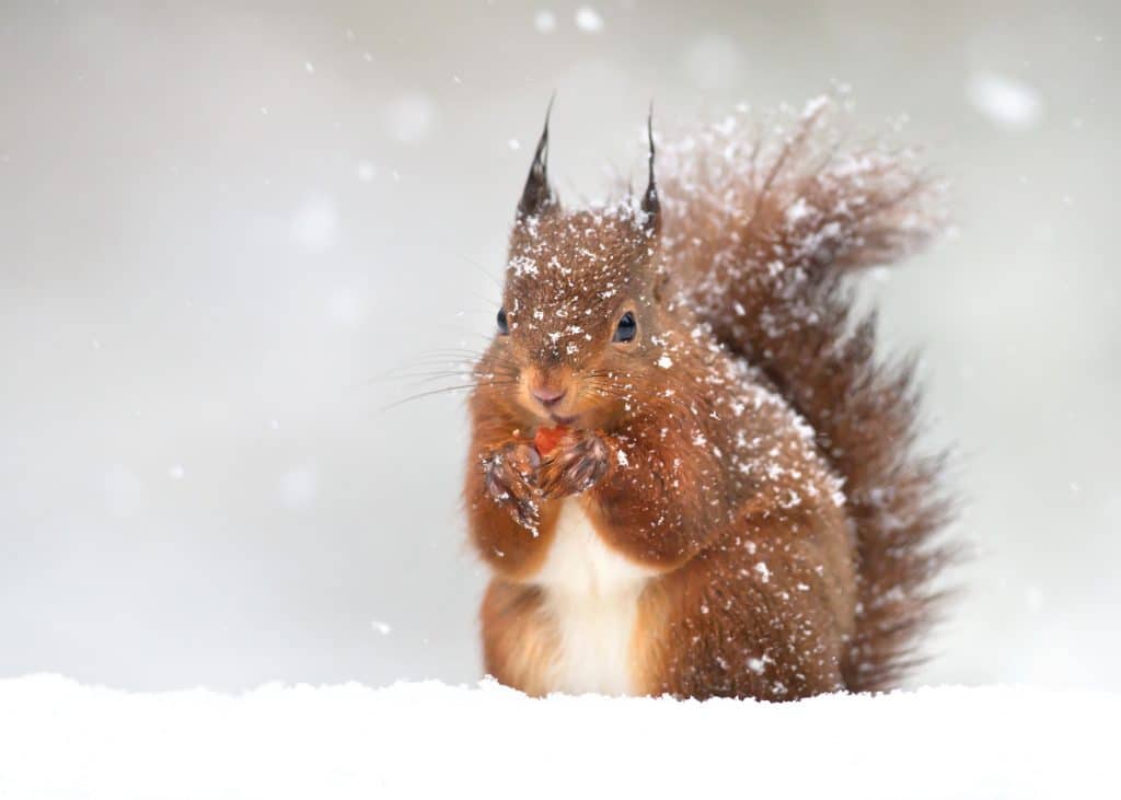 Eichhörnchen im Winter - Wildtiere in Deutschland