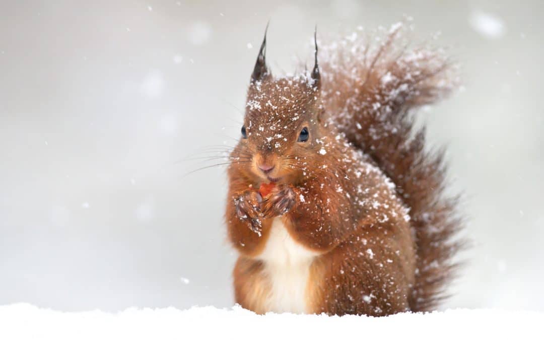 Eichhörnchen im Winter