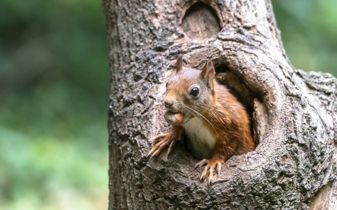 Eichhörnchen Nest: Geheimnisse des Kobelbaus