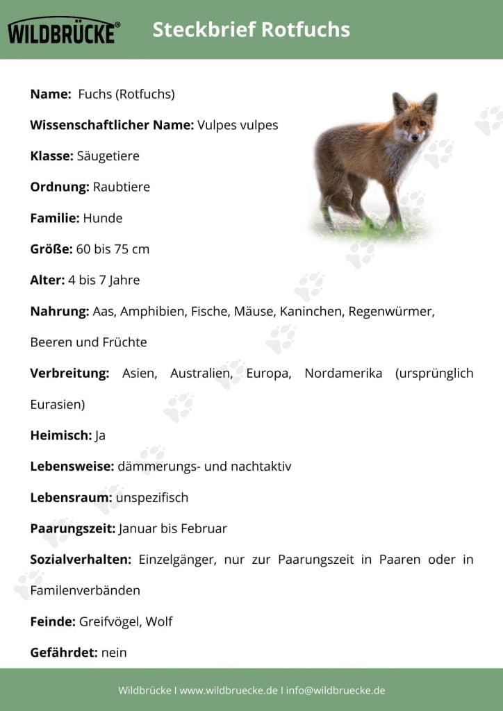 Rotfuchs Steckbrief
