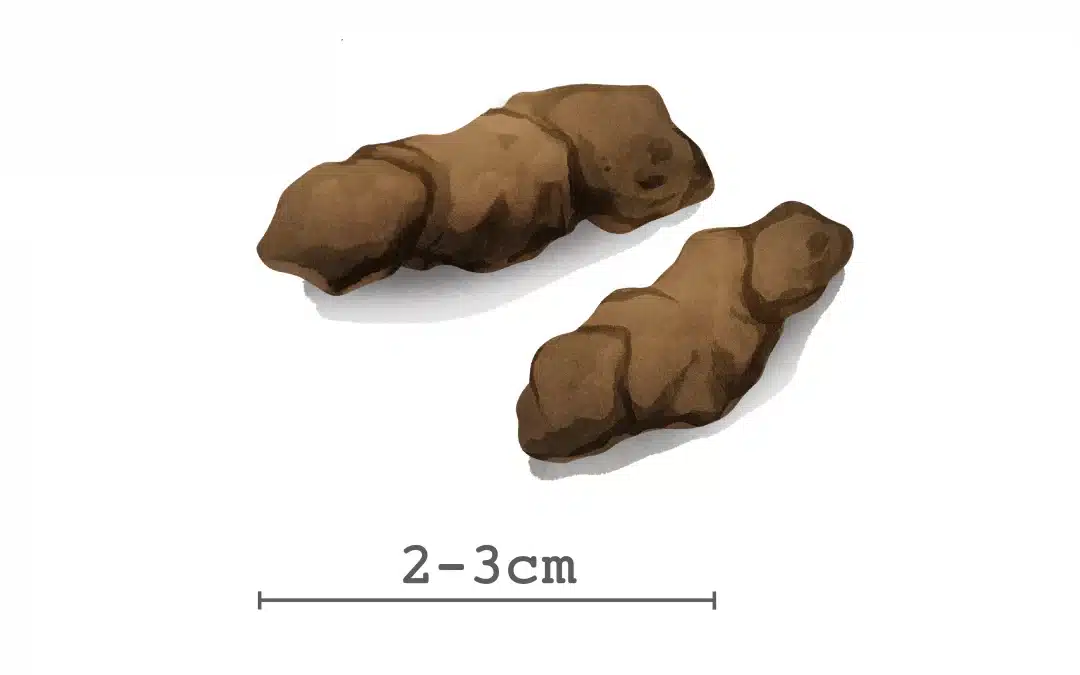 Waschbär Losung: Merkmale und Identifikation