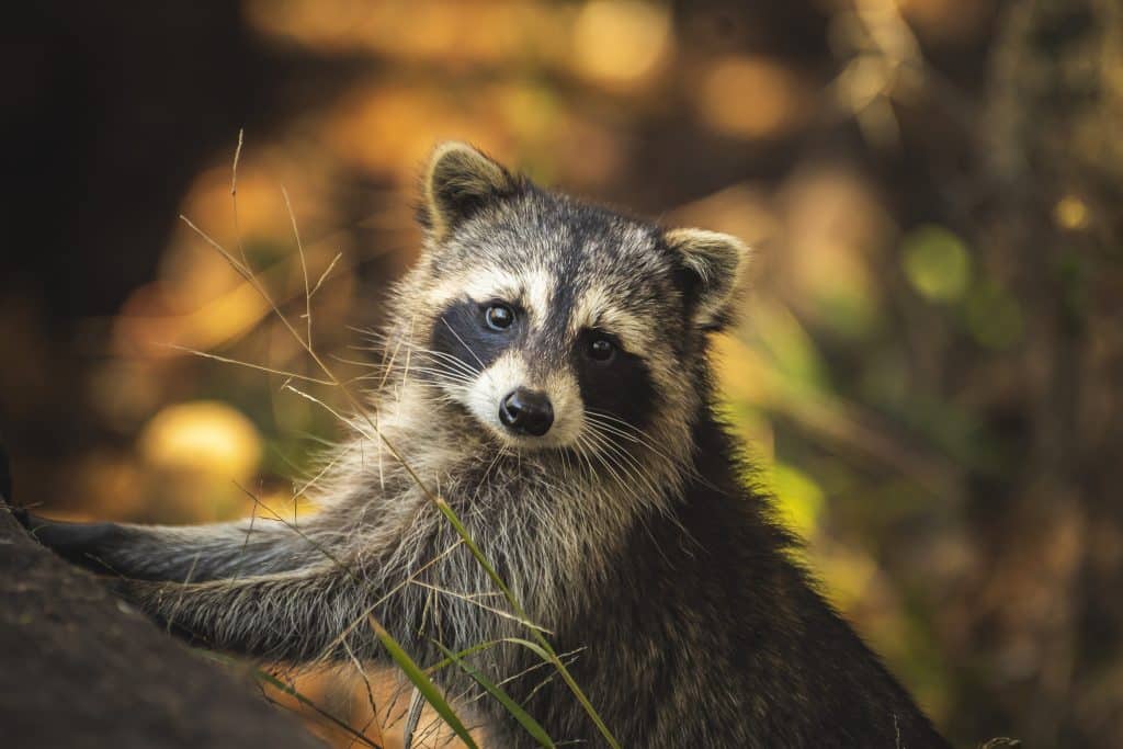 Waschbär Nahrung - Wildtiere in Deutschland