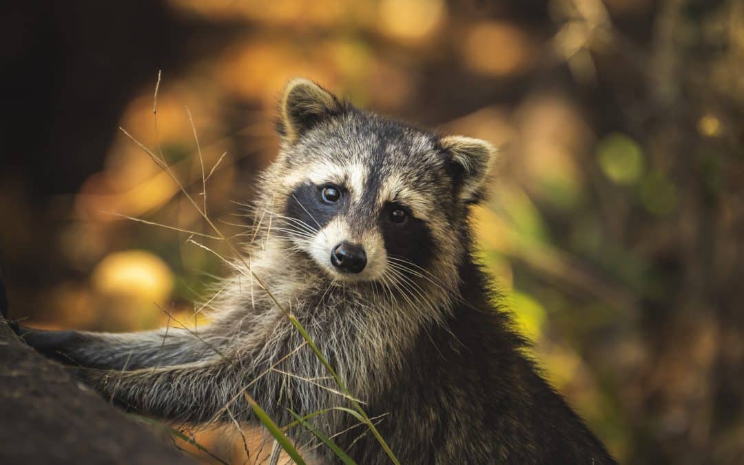 Alles über die Waschbär Nahrung