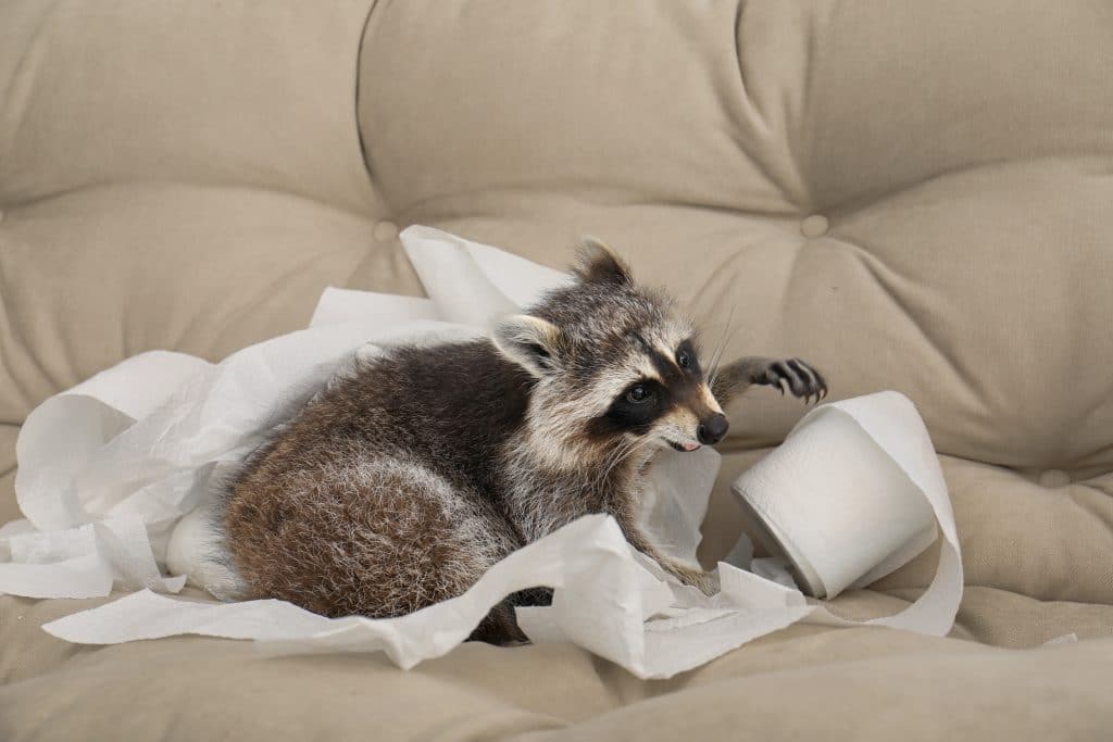 Waschbär im Garten - Wildtiere in Deutschland