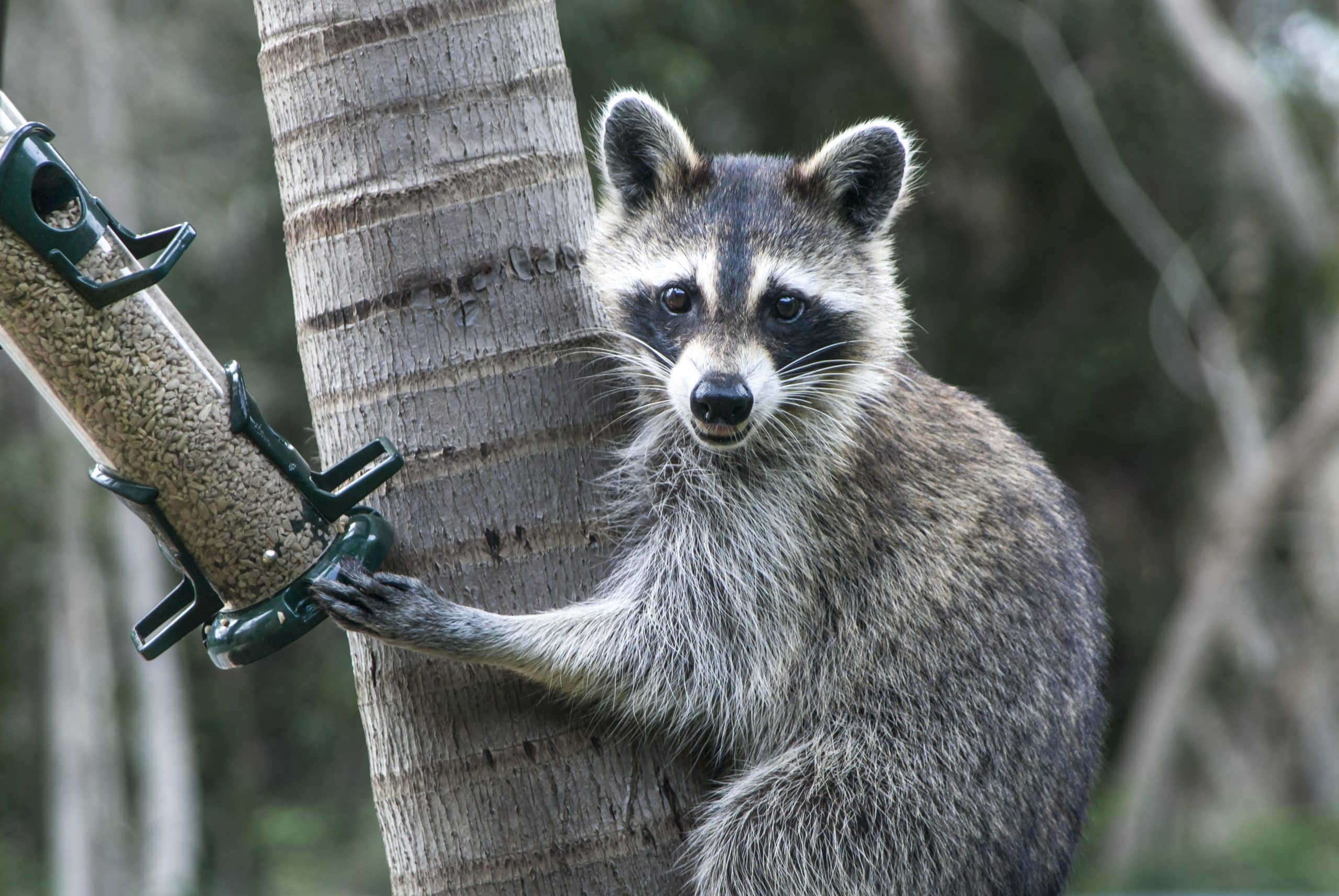 Waschbär in Kassel - Wildtiere in Deutschland
