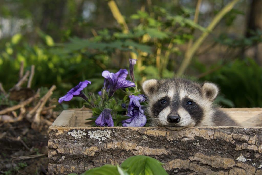 Waschbär im Garten - Wildtiere in Deutschland