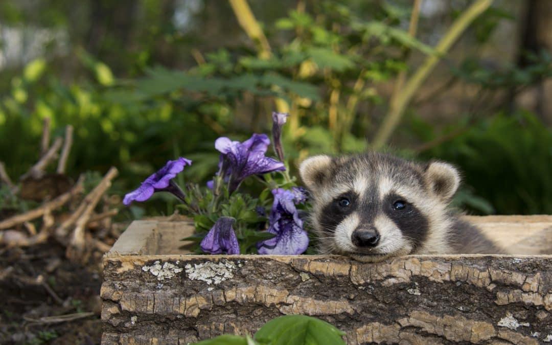 Waschbär im Garten: Wie man mit den cleveren Besuchern umgeht
