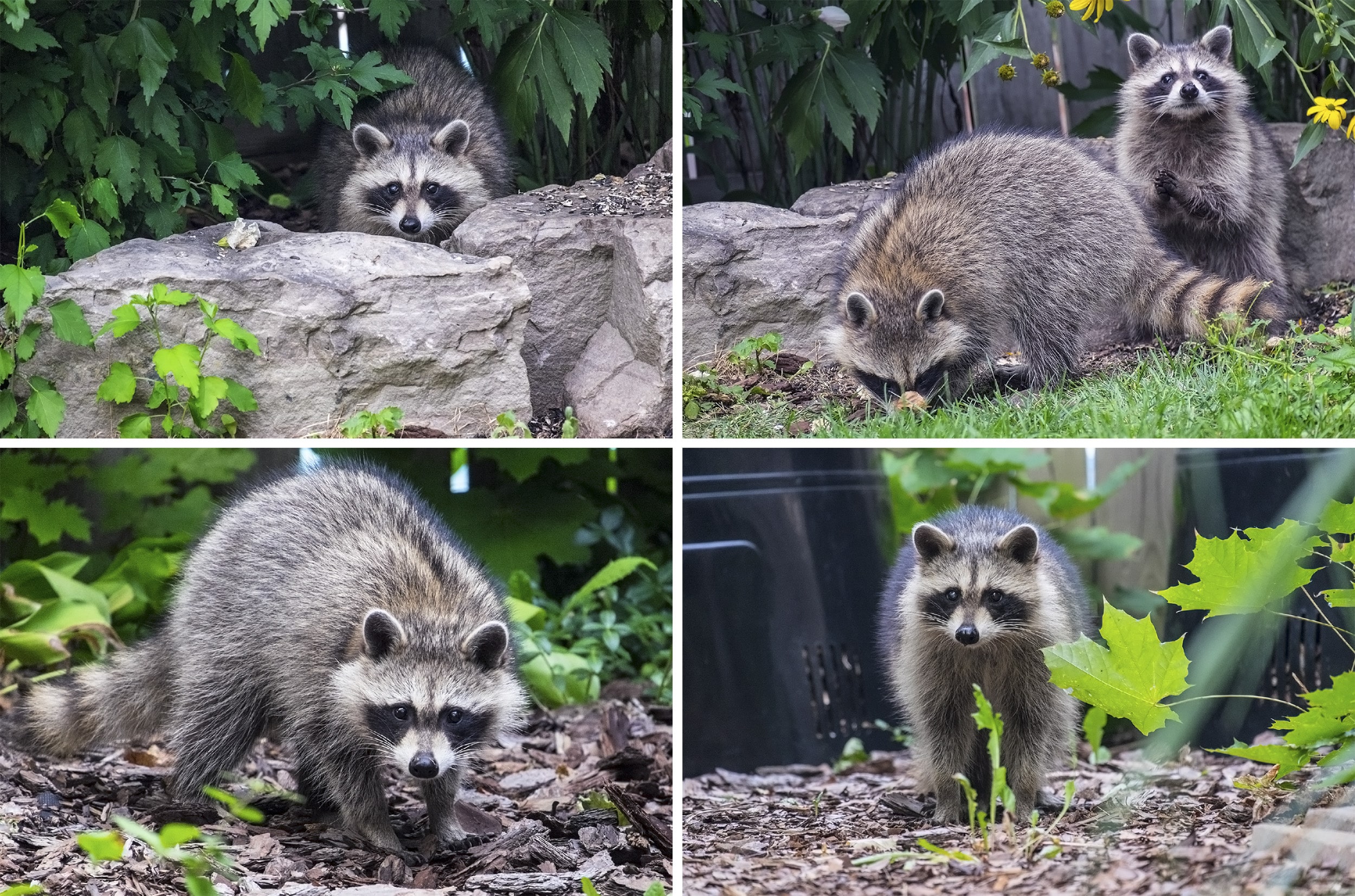 Waschbär im Garten - Wildtiere in Deutschland