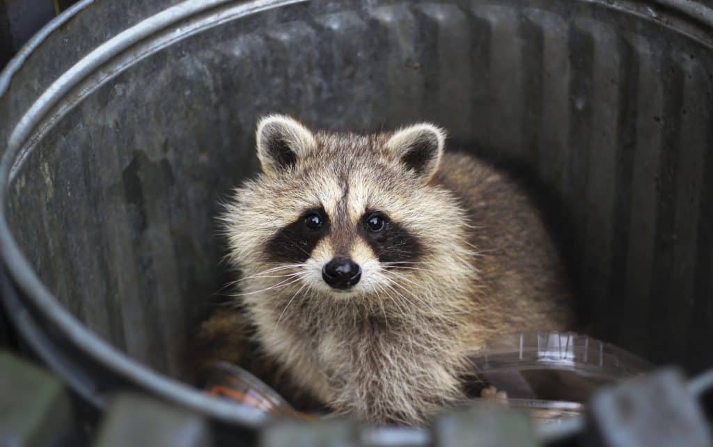 Waschbär in Kassel - Wildtiere in Deutschland