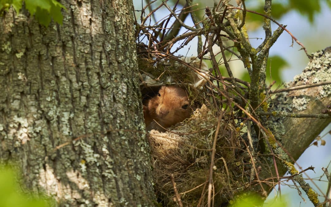Eichhörnchen Kobel: Einblicke in die faszinierende Nestbaukunst