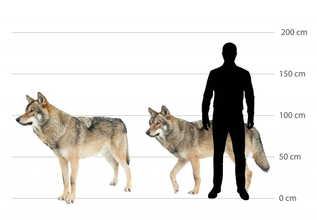 Wolf Größe - Wildtiere in Deutschland