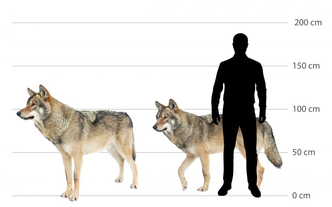 Wolf Größe: Beeindruckende Dimensionen der Wölfe in Deutschland