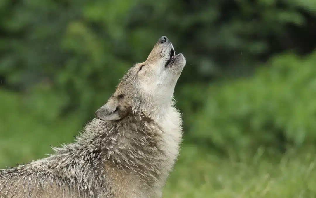 Wolf Heulen: Kommunikation in der Wildnis