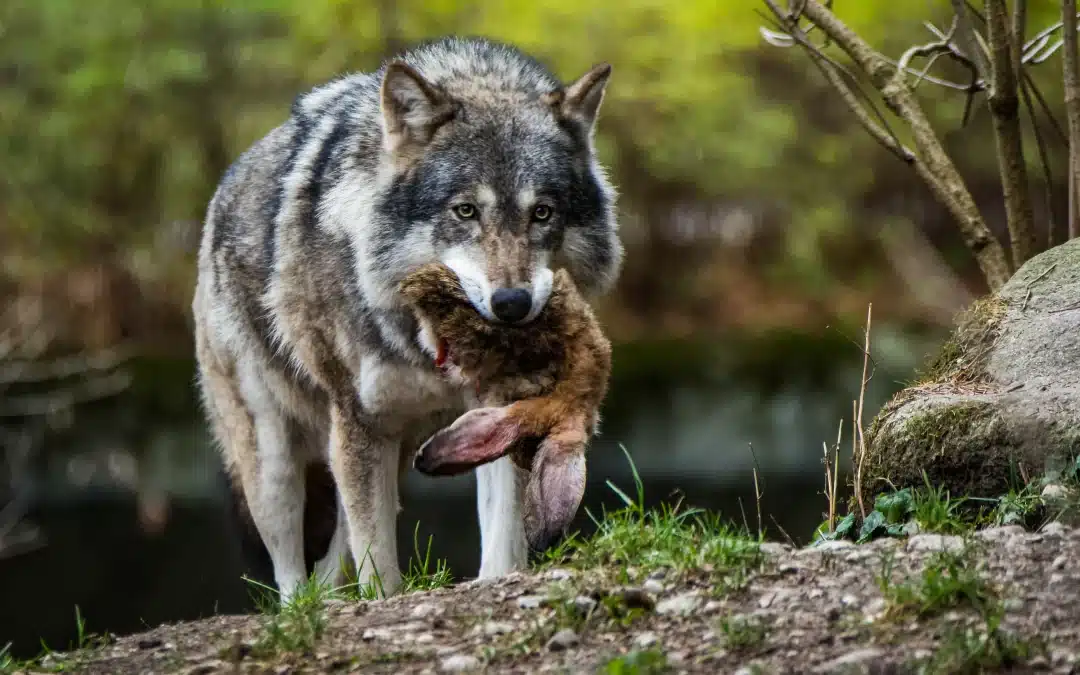 Wolf Nahrung: Nahrungsquellen und Jagdverhalten