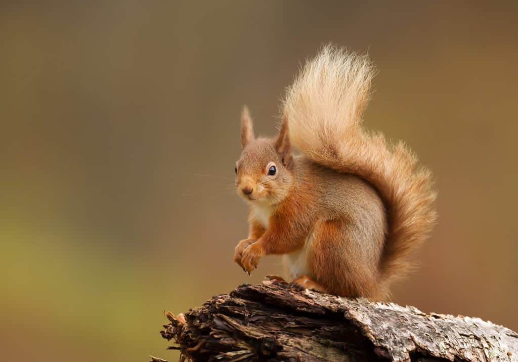 Wie alt werden Eichhörnchen