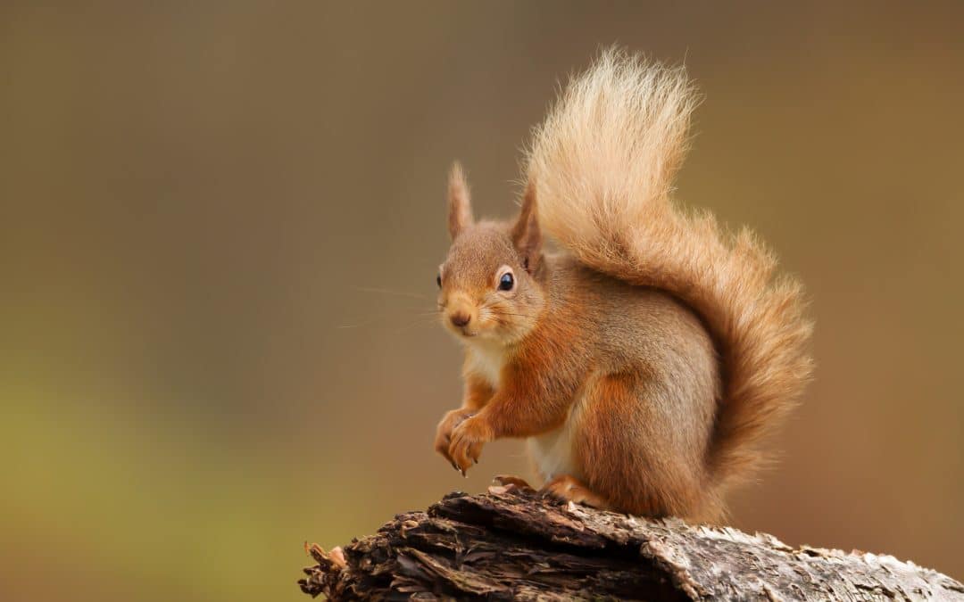 Wie alt werden Eichhörnchen? Einblicke in die Lebensspanne dieser agilen Nager