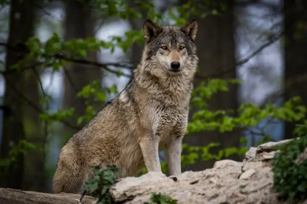 Wolf Bilder - Wildtiere in Deutschland