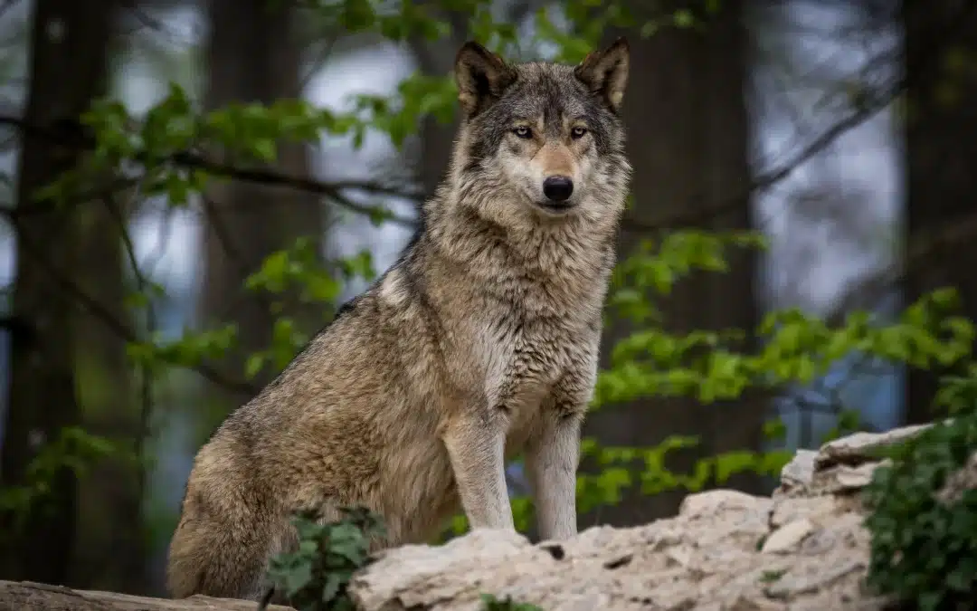 Wolf Bilder – Wildtiere in Deutschland