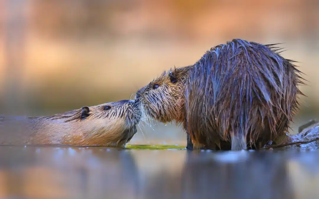 Biber Ratte: Einblick in das Leben der Nutrias