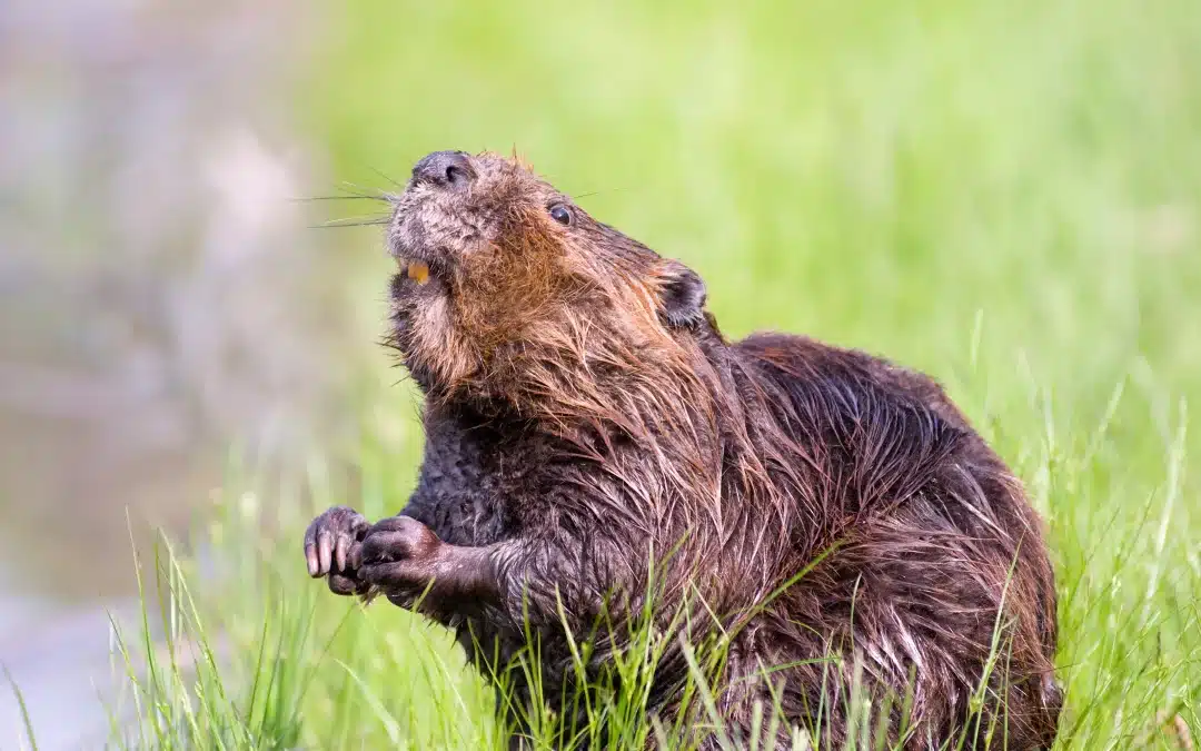 Biber Zähne: Die beeindruckenden Werkzeuge der Natur