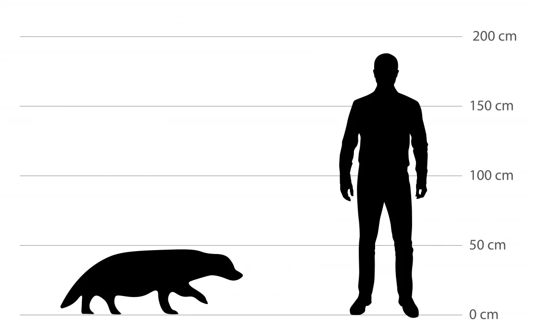 Dachs Größe: Ein Vergleich zum Menschen
