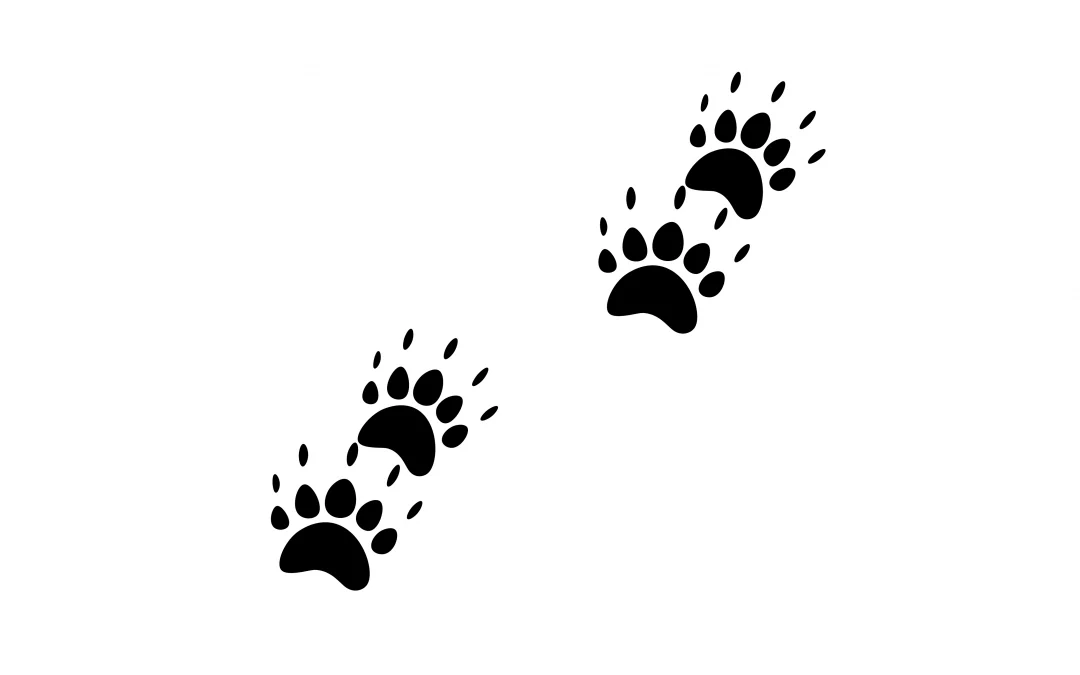 Dachs Spuren: Erkenne Pfotenabdrücke und typische Laufspuren