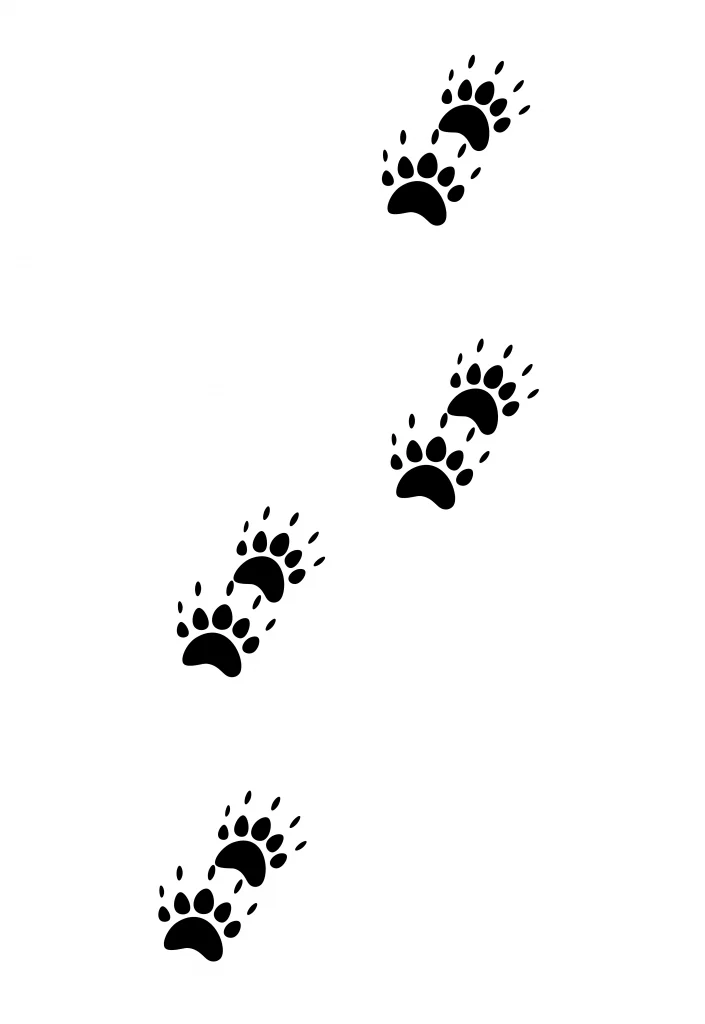 Dachs Spuren von Wildbrücke - Wildtiere in Deutschland