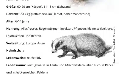 Dachs Steckbrief: Ein Überblick über den faszinierenden Baumeister