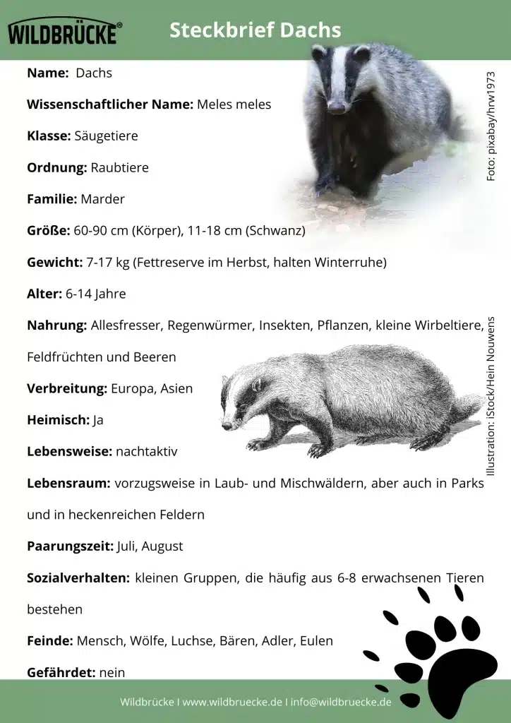Dachs Steckbrief von Wildbrücke - Wildtiere in Deutschland