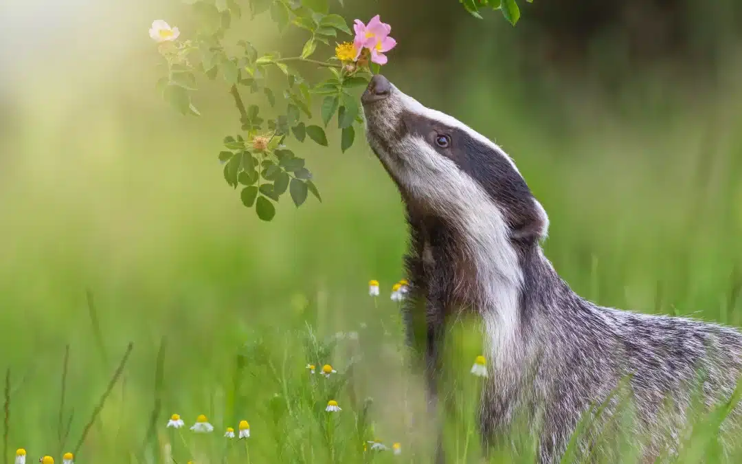 Ist der Dachs aggressiv?