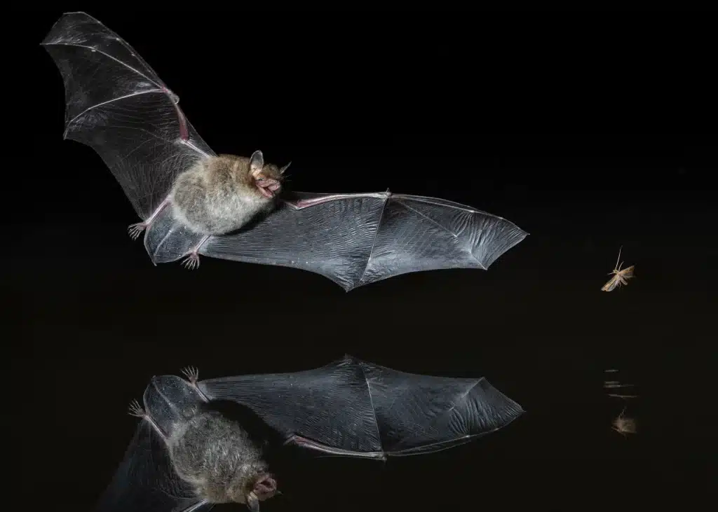 Fledermaus Nahrung - Wildtiere in Deutschland