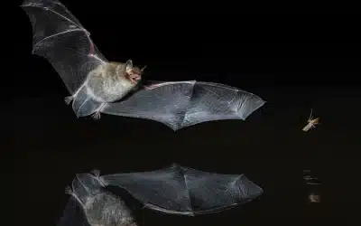 Fledermaus Nahrung: Was fressen Fledermäuse?