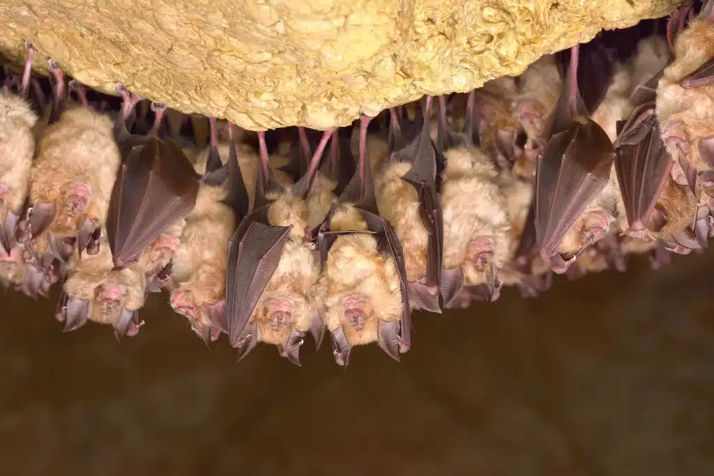 Fledermaus Winterschlaf - Wildtiere in Deutschland