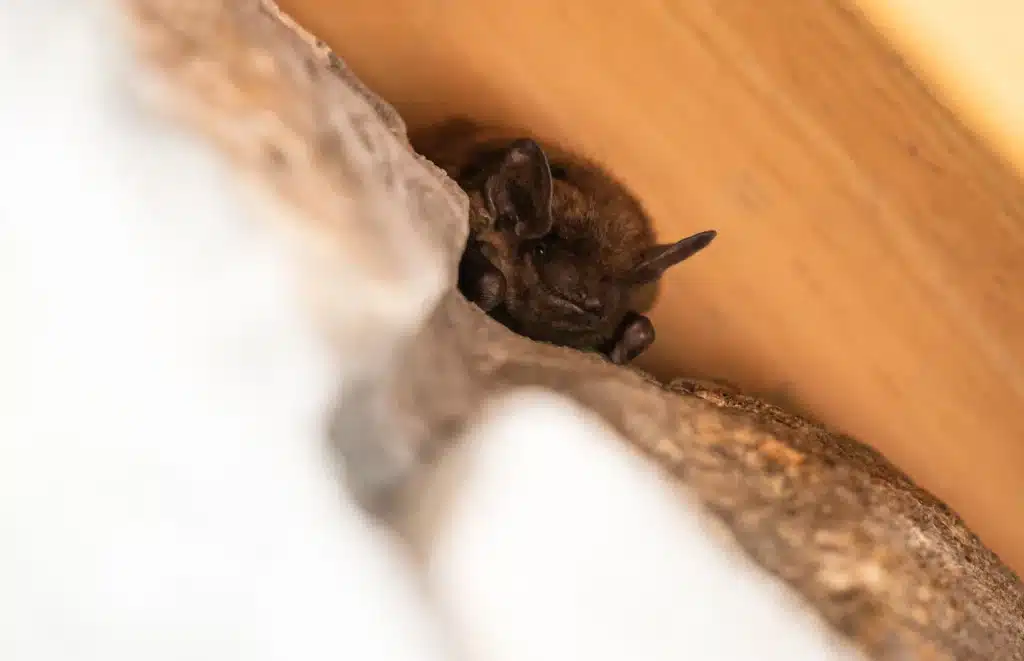 Fledermaus zuhause - Wildtiere in Deutschland