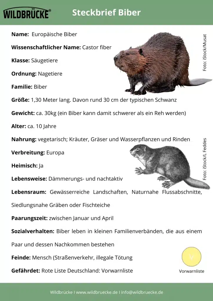 Biber Steckbrief