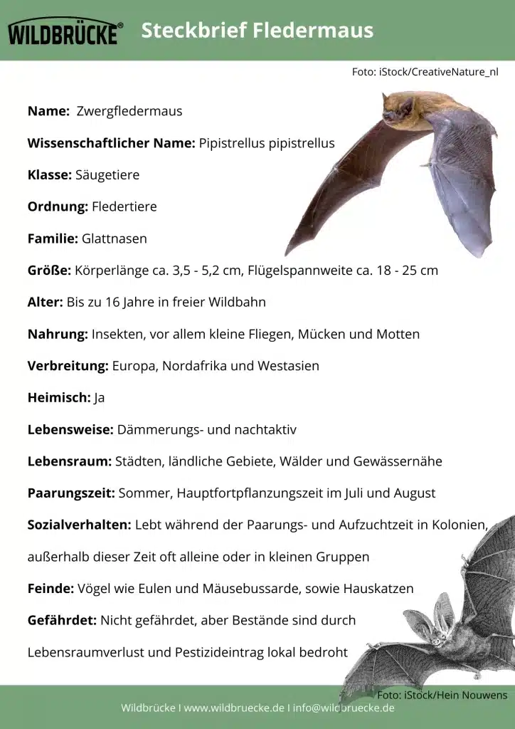 Fledermaus Steckbrief