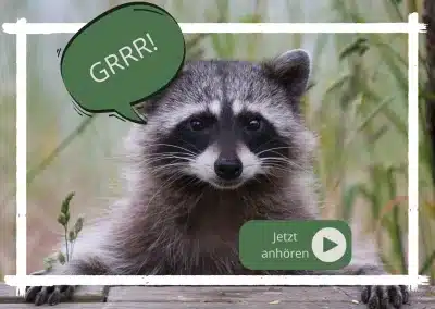 Waschbär Geräusche: Was sie bedeuten