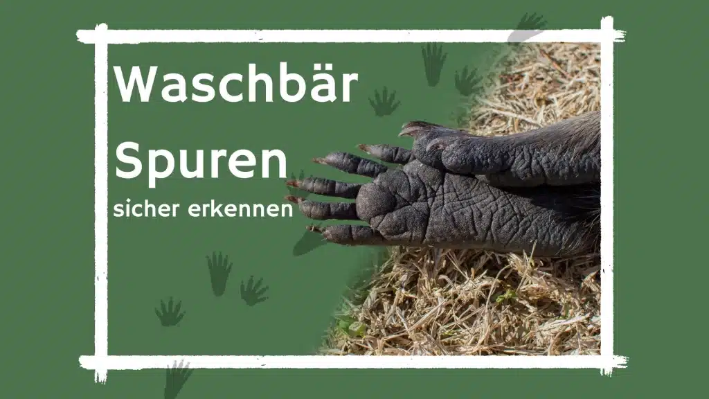 Waschbär Spuren erkennen