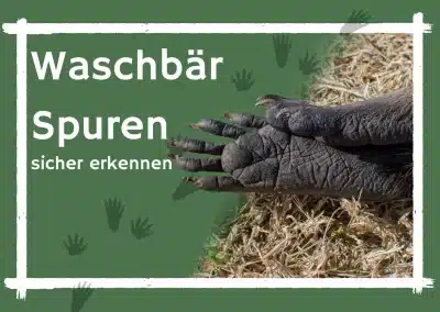 So erkennst du „Waschbär Spuren“