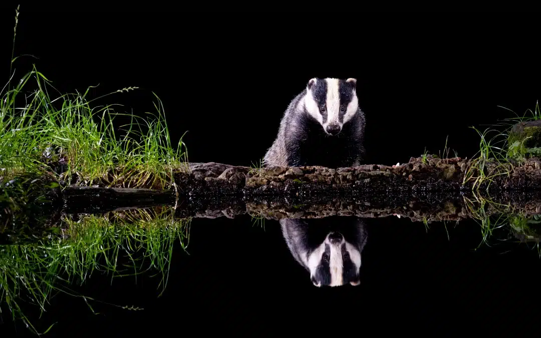 Sind Dachse gefährlich? Ein Blick auf das Verhalten