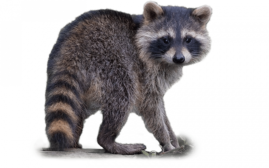 Waschbär