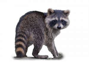 Waschbär - Wildtiere in Deutschland