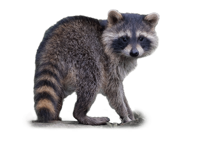 Waschbär