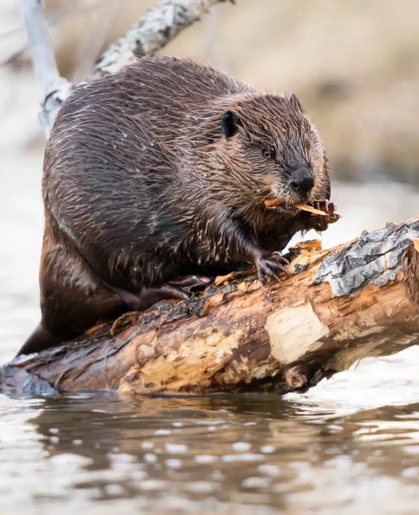 Was fressen Biber - Wildtiere in Deutschland