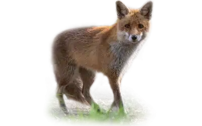 Fuchs
