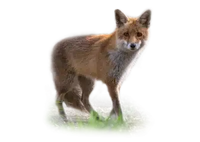 Fuchs