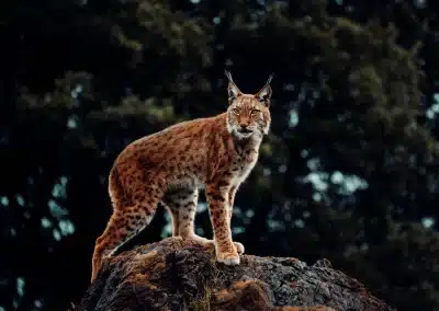 Eurasische Luchs-Nordluchs-Lynx lynx