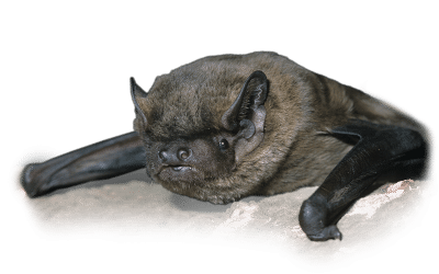 Fledermaus