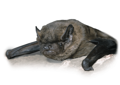 Fledermaus