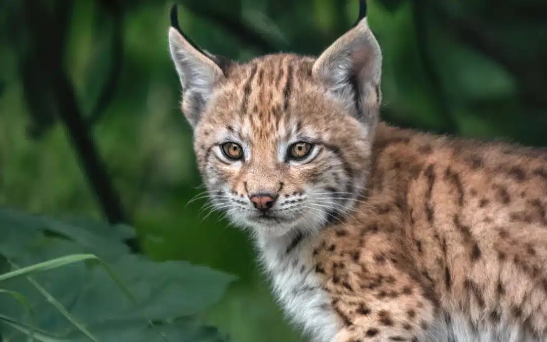 Luchs Babys – Hoffnung für den Thüringer Wald und Pfälzerwald